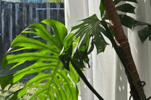 Monstera deliciosa je podepřená kokosovou tyčí, která stabilizuje těžké listy a umožňuje rostlině růst přirozeně vzhůru.