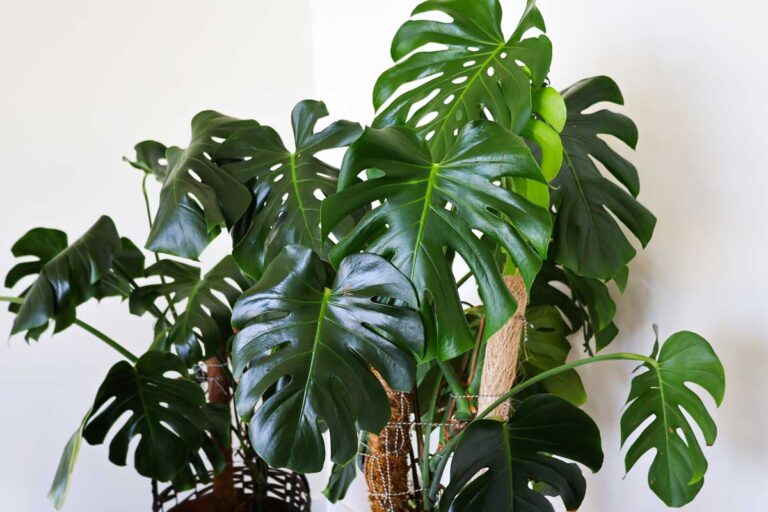 Velká monstera je upevněná k několika opěrným tyčím, které rozkládají váhu listů a zabraňují lámání stonků.