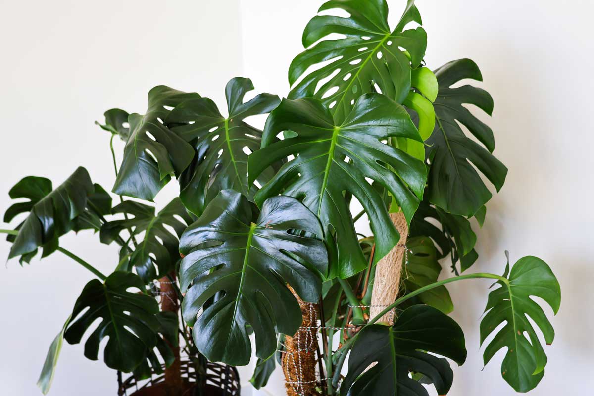 Když monstera roste jako hrom: Jak dát zelenému obrovi oporu či pevnou půdu pod nohama