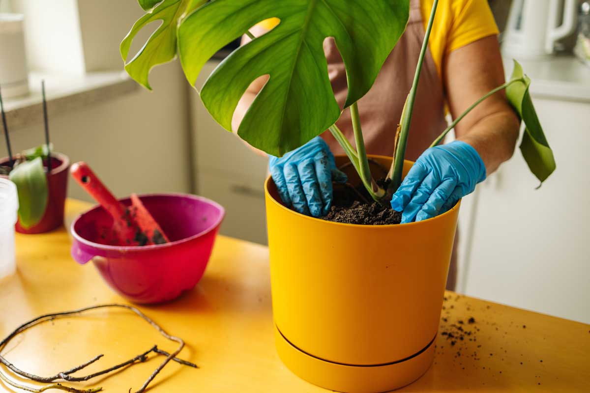 Přesazení monstery do většího květináče zajišťuje lepší stabilitu rostliny a prostor pro pevné ukotvení opory.