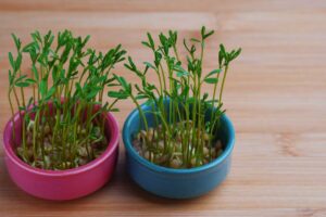 Rychle rostoucí osení z čočky jako alternativa při pozdním výsevu před Velikonocemi