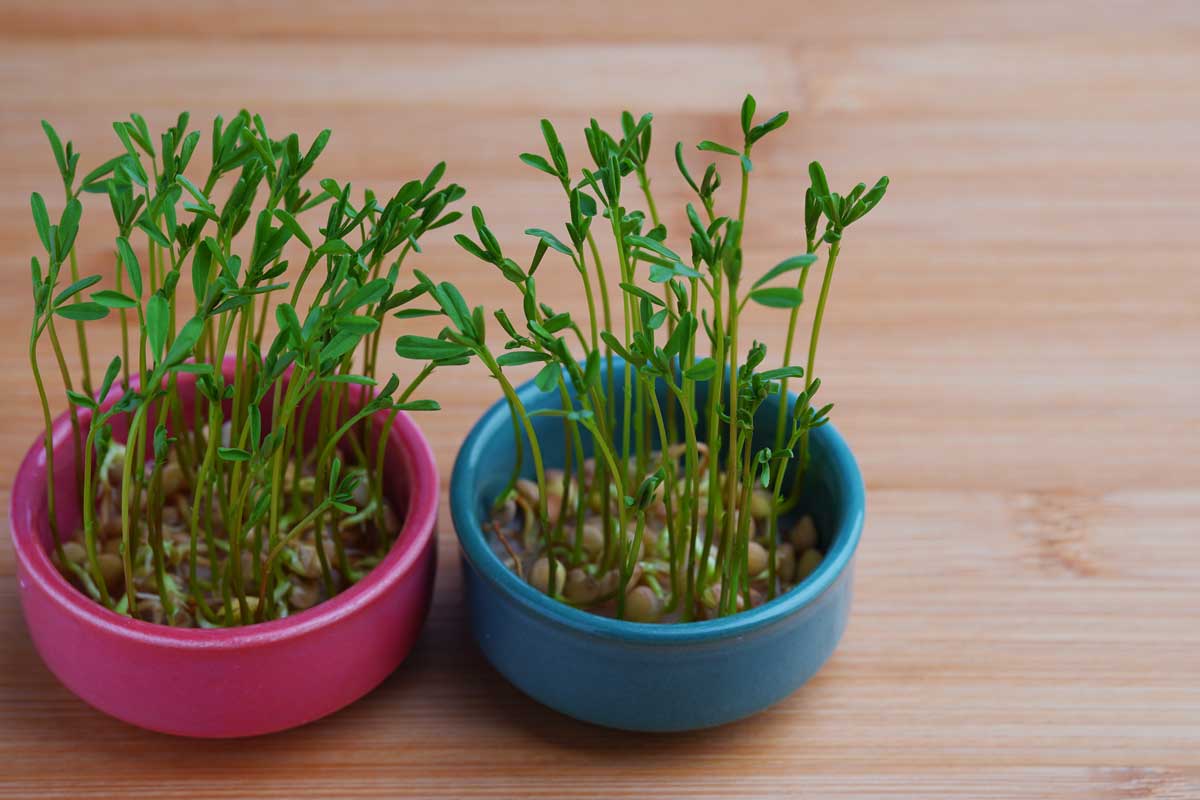 Rychle rostoucí osení z čočky jako alternativa při pozdním výsevu před Velikonocemi