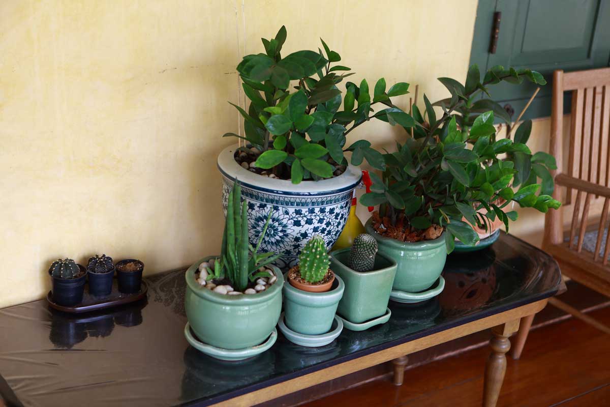 Skupina malých pokojových rostlin v různých květináčích může působit přeplněně a neuspořádaně