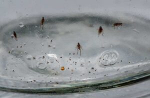 Blechy v koberci dokážou zamořit celý byt. Než zavoláte deratizátora, zkuste trik s lampičkou a jarem