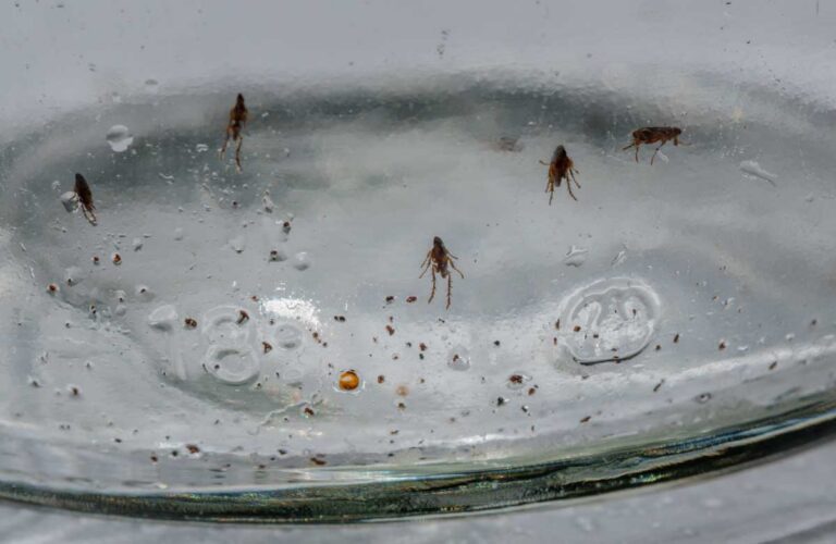 Jednoduchá domácí past na blechy z talíře s vodou a kapkou jaru která využívá světlo lampičky.