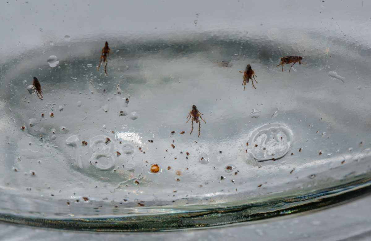 Jednoduchá domácí past na blechy z talíře s vodou a kapkou jaru která využívá světlo lampičky.