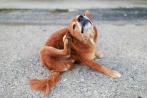 Pes který se intenzivně drbe může být prvním signálem že se v domácnosti objevily blechy.