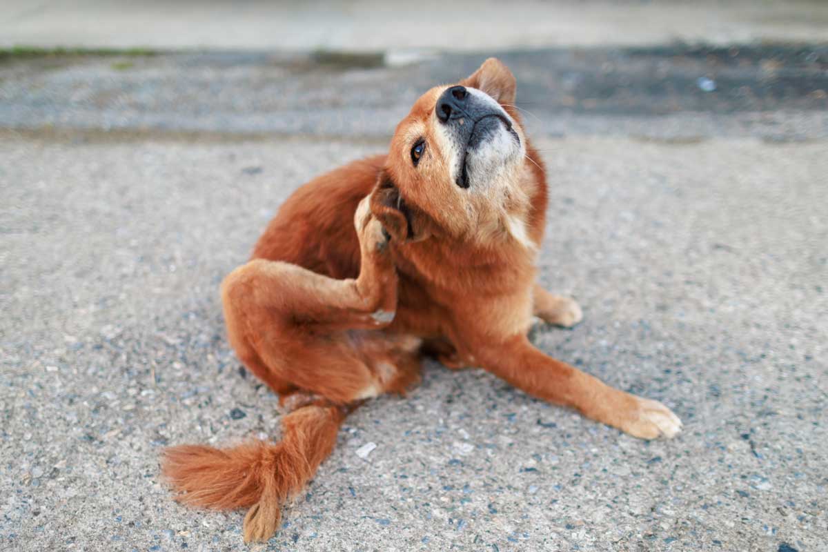 Pes který se intenzivně drbe může být prvním signálem že se v domácnosti objevily blechy.