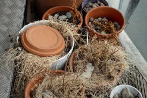 Prázdné květináče a suché rostliny které působí neudržovaně