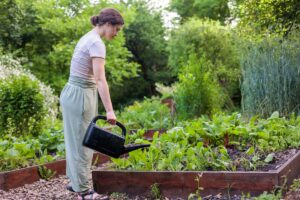 Žena zalévá zeleninu ve vyvýšeném záhonu na zahradě během letního dne