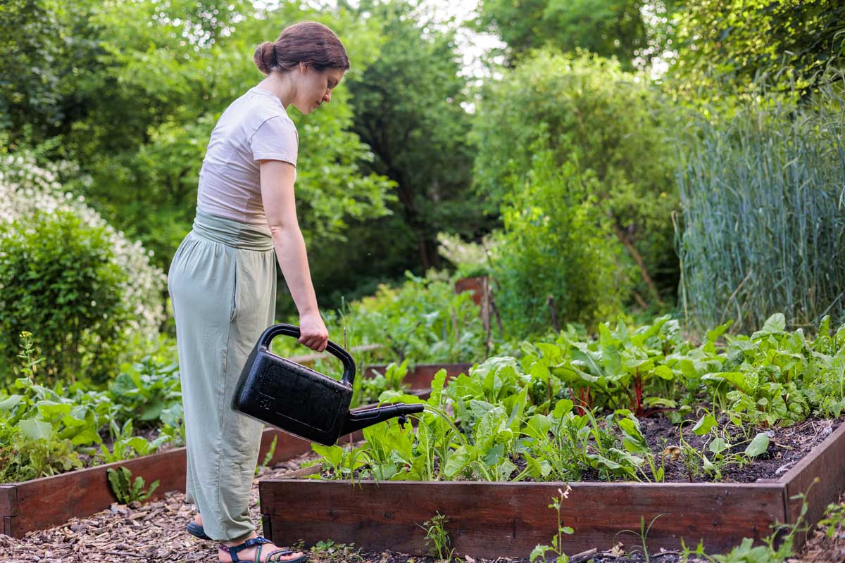 Žena zalévá zeleninu ve vyvýšeném záhonu na zahradě během letního dne