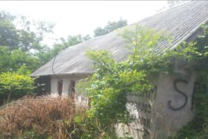 Zarostlá a opuštěná stodola obklopená náletovou zelení před rekonstrukcí