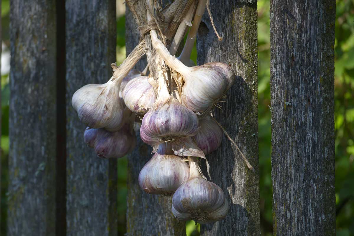 Svazky česneku zavěšené k sušení slouží jako základ pro přírodní postřik proti škůdcům.