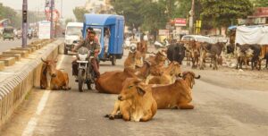 Cesta do Indie očima Čecha: Krávy nahlížející do kaváren, holiči na ulici a chaos, který funguje
