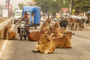 Krávy odpočívající uprostřed silnice v Indii zatímco kolem projíždějí vozidla.