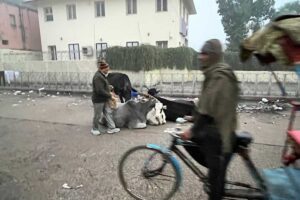 Krávy ležící na ulici v indickém městě vedle chodců a cyklistů.