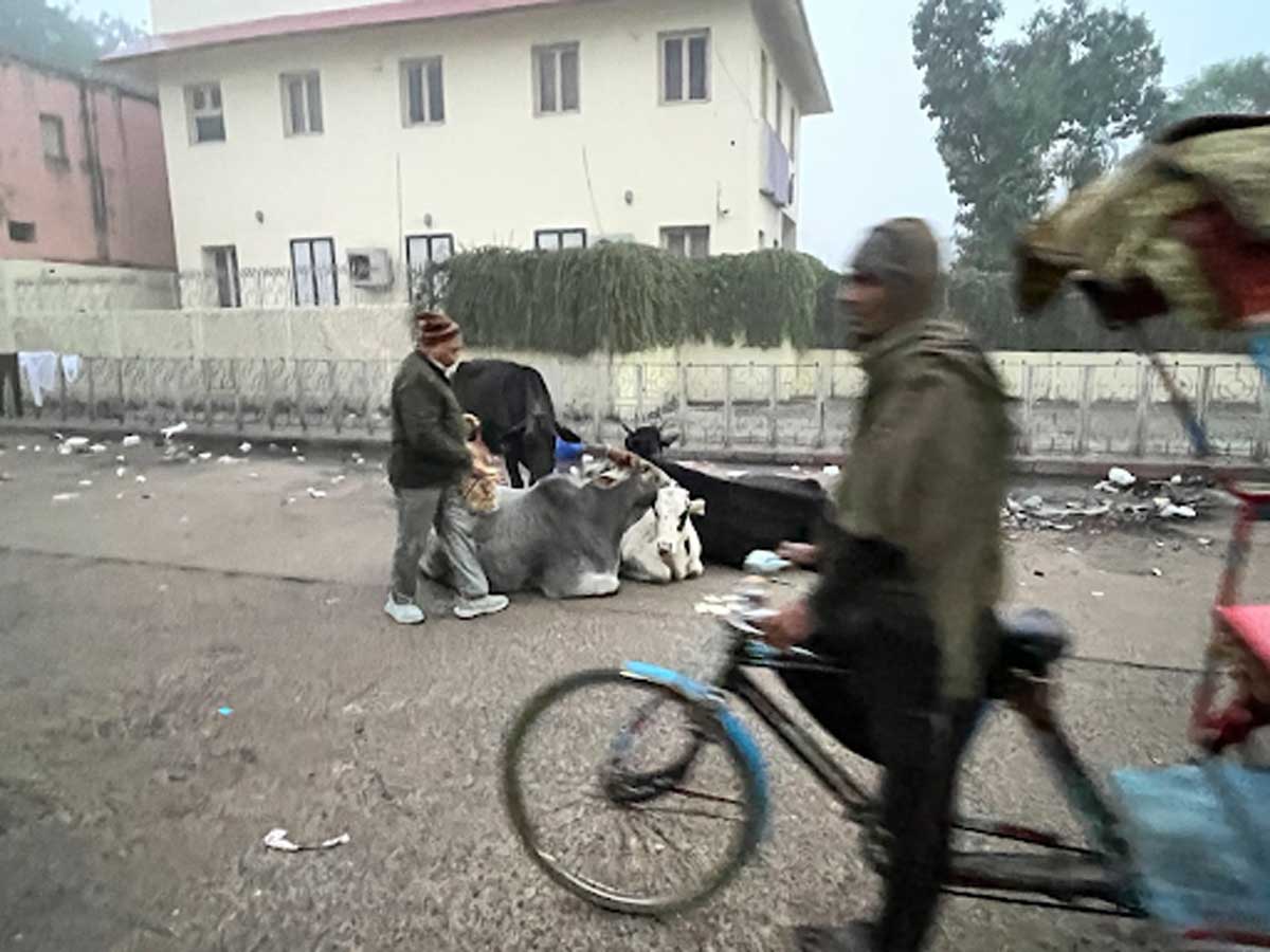 Krávy ležící na ulici v indickém městě vedle chodců a cyklistů.