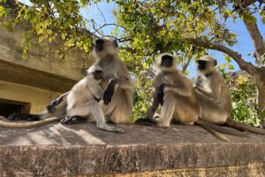 Skupina opic sedící na zdi v Indii mezi stromy a městskou zástavbou.
