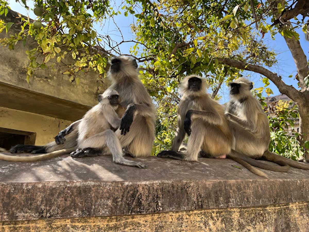 Skupina opic sedící na zdi v Indii mezi stromy a městskou zástavbou.