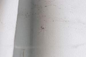 Pavouk usazený v rohu místnosti ukazuje typické místo, kde se tito nezvaní návštěvníci v bytech nejčastěji objevují.