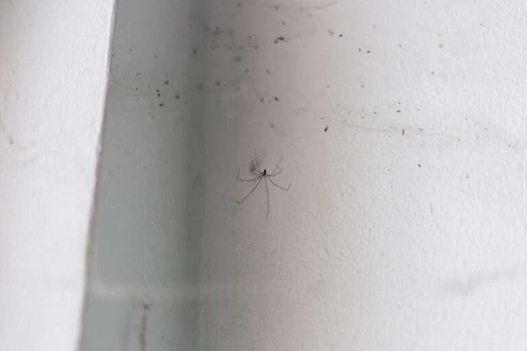 Pavouk usazený v rohu místnosti ukazuje typické místo, kde se tito nezvaní návštěvníci v bytech nejčastěji objevují.