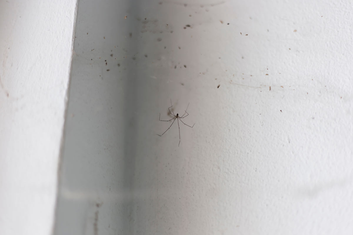 Pavouk usazený v rohu místnosti ukazuje typické místo, kde se tito nezvaní návštěvníci v bytech nejčastěji objevují.