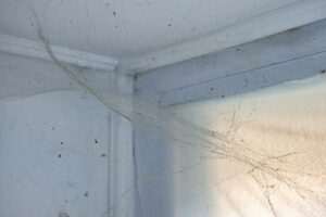 Stará pavučina v rohu místnosti upozorňuje na místa, kde se pavouci rádi usazují a kam je potřeba zaměřit úklid.