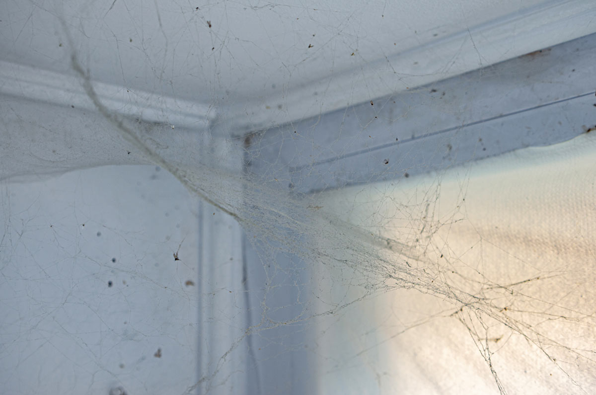 Stará pavučina v rohu místnosti upozorňuje na místa, kde se pavouci rádi usazují a kam je potřeba zaměřit úklid.