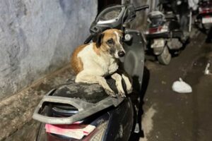 Toulavý pes ležící na zaparkovaném skútru v úzké noční ulici v Dillí.