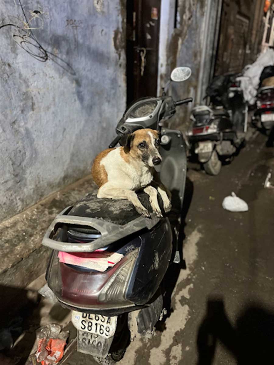Toulavý pes ležící na zaparkovaném skútru v úzké noční ulici v Dillí.