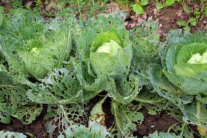 Přírodní způsoby ochrany rostlin, které opravdu fungují (a nejsou to jen „babské rady“)