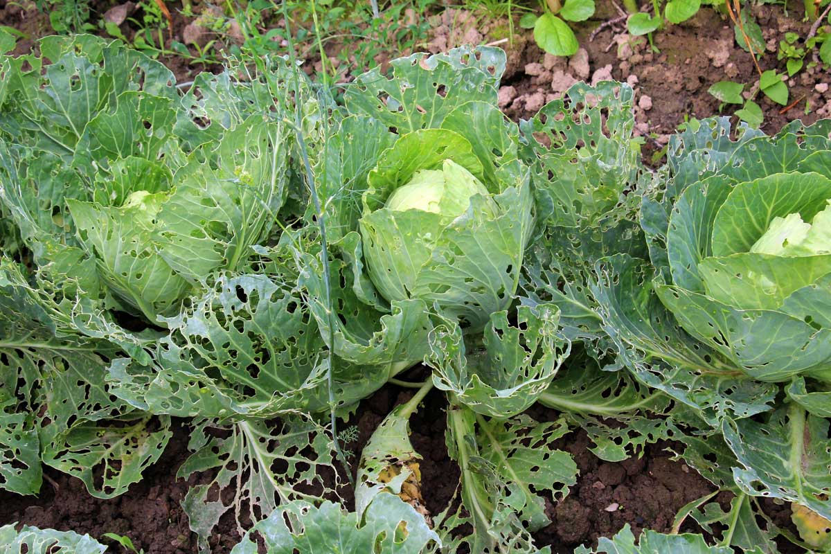 Přírodní způsoby ochrany rostlin, které opravdu fungují (a nejsou to jen „babské rady“)