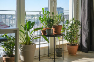 Monstera vodu uvítá, zamiokulkas ne. Jak správně zalévat pokojovky během tropických dnů
