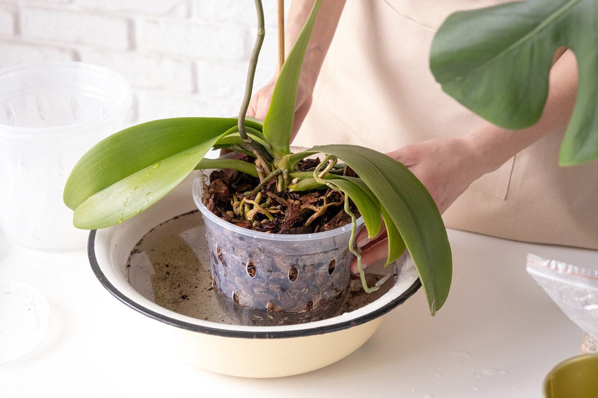Orchidej Phalaenopsis v průhledném květináči ponořeném do nádoby s vodou.