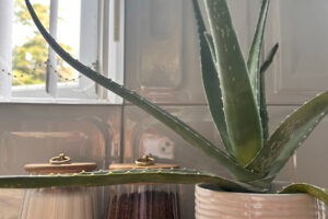 Aloe vera v bílém květináči umístěná na kuchyňské pracovní desce u světlého okna.
