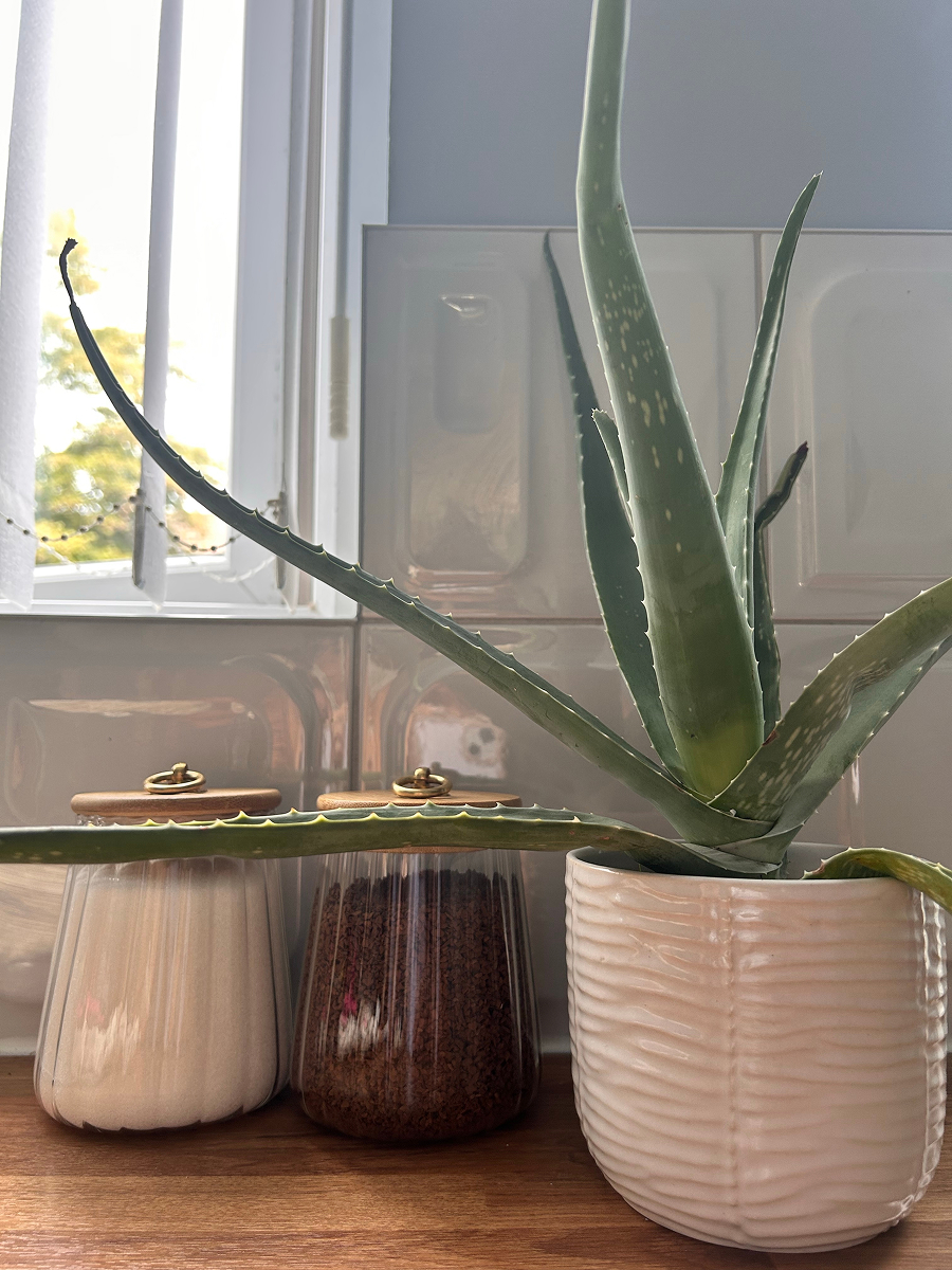 Aloe vera v bílém květináči umístěná na kuchyňské pracovní desce u světlého okna.