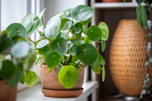 Pilea s kulatými zelenými listy rostoucí v terakotovém květináči u okna.