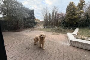 IMG_0654
